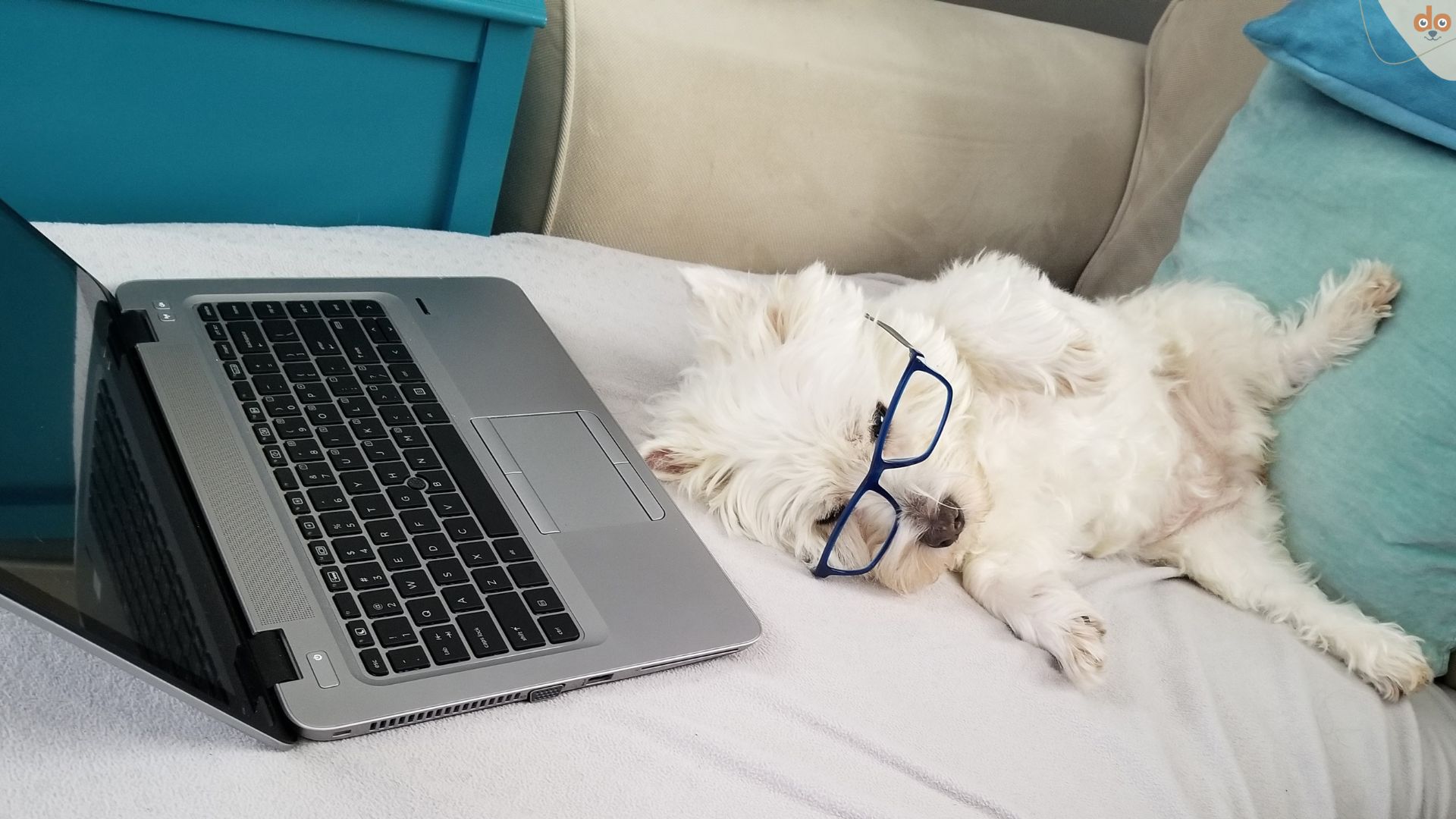 Moderne Hundeerziehung, Hund mit Brille liegt mit Laptop auf Couch