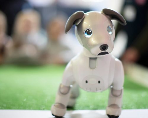 Roboterhund im Wohnzimmer