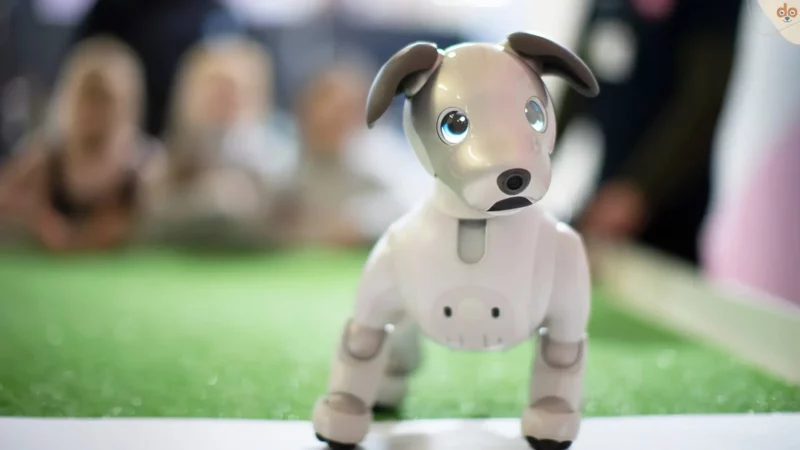 Vergangenes, und laufende Entwicklungen Q1 auf rundum.dog