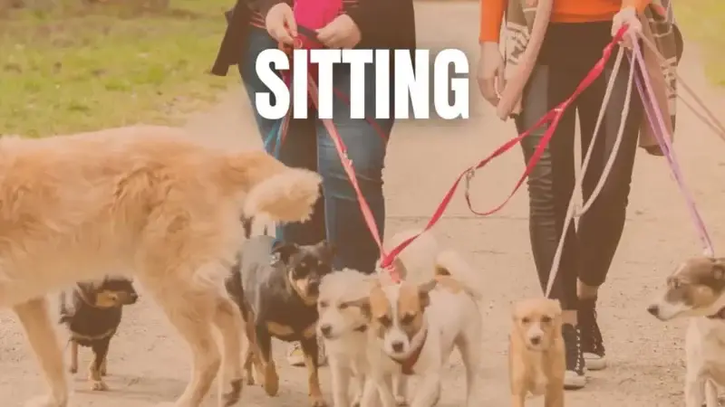Sitting-Leistungen