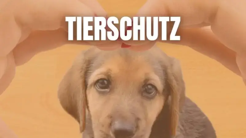 Tierschutzorganisationen-initiativen
