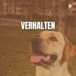 Verhalten