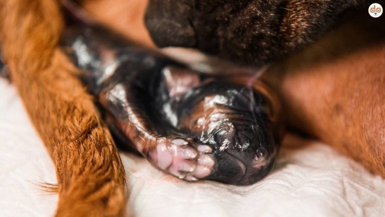 Welpen wird frisch geboren