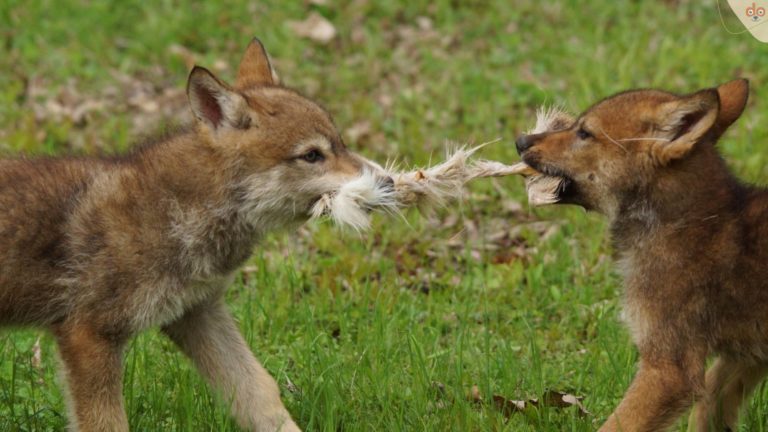 Wolf Welpen kämpfen um Futter