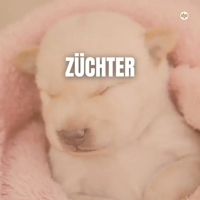 Auf was muss ich bei einem Züchter achten?
