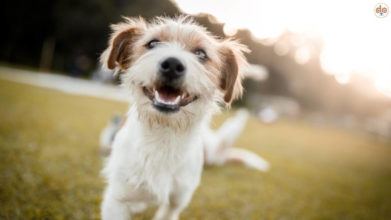 Älterer kleiner glücklicher Mischling