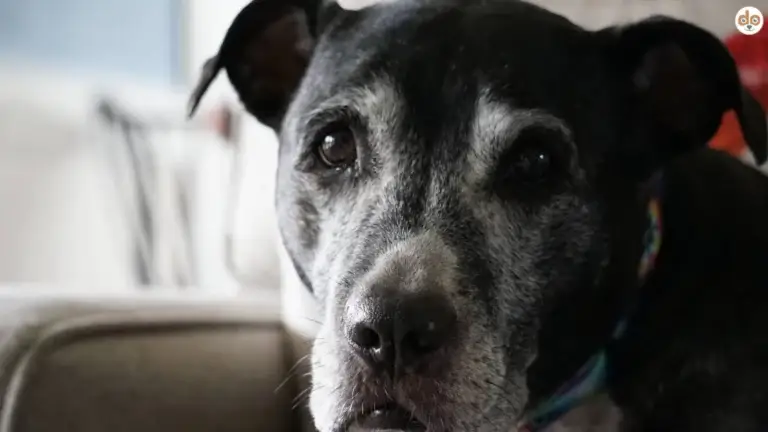 Alter Hund schaut