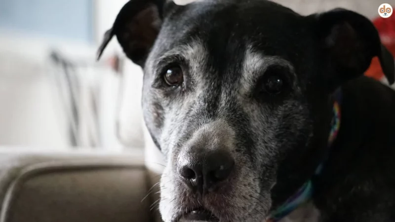 Das richtige Futter für Hunde-Senioren