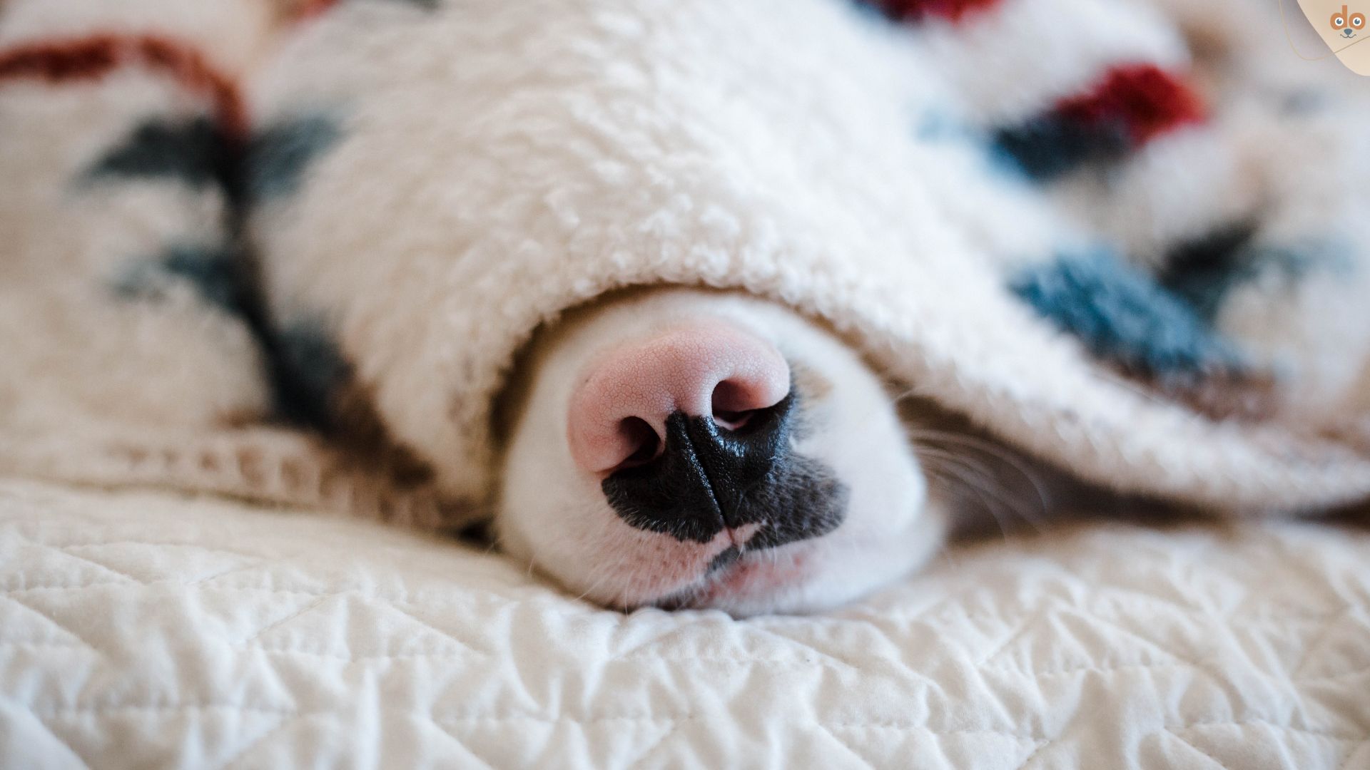 Wann Hund einschläfern?, Hundeschnauze guckt unter Bettdecke hervor
