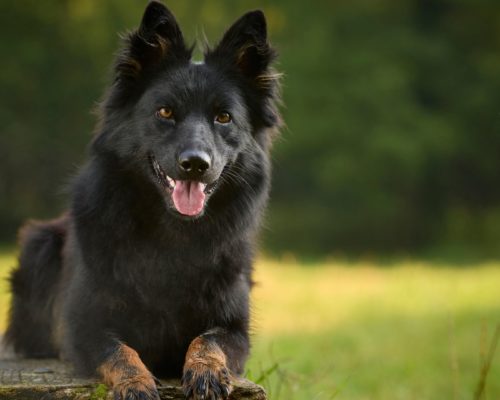 Böhmischer Schäferhund, Chodsky pes