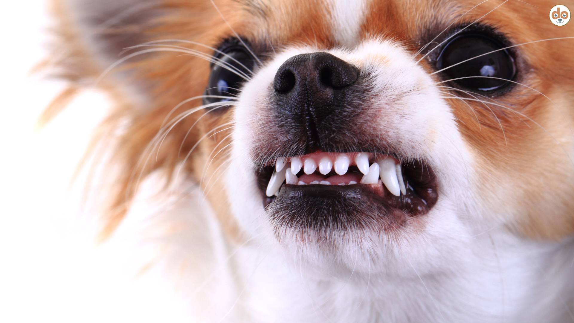 Chihuahua knurrt, zeigt aggressiv Zähne