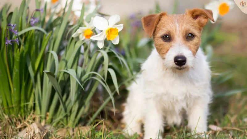 Internationale Ostertraditionen mit Hunden