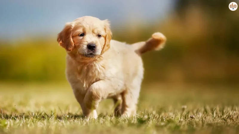 Der Golden Retriever ist mehr als „nur“ ein Familienhund