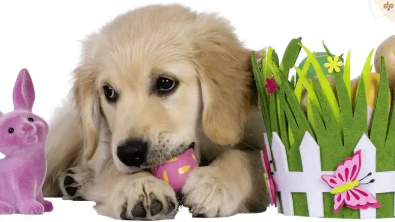 Die sichere Ostereiersuche mit Hund
