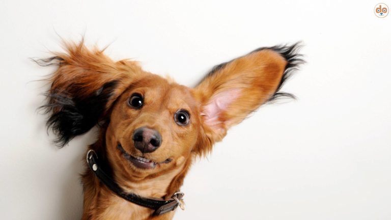 grosse Augen und Ohren