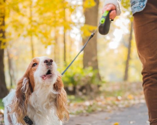 Hund an Rollleine