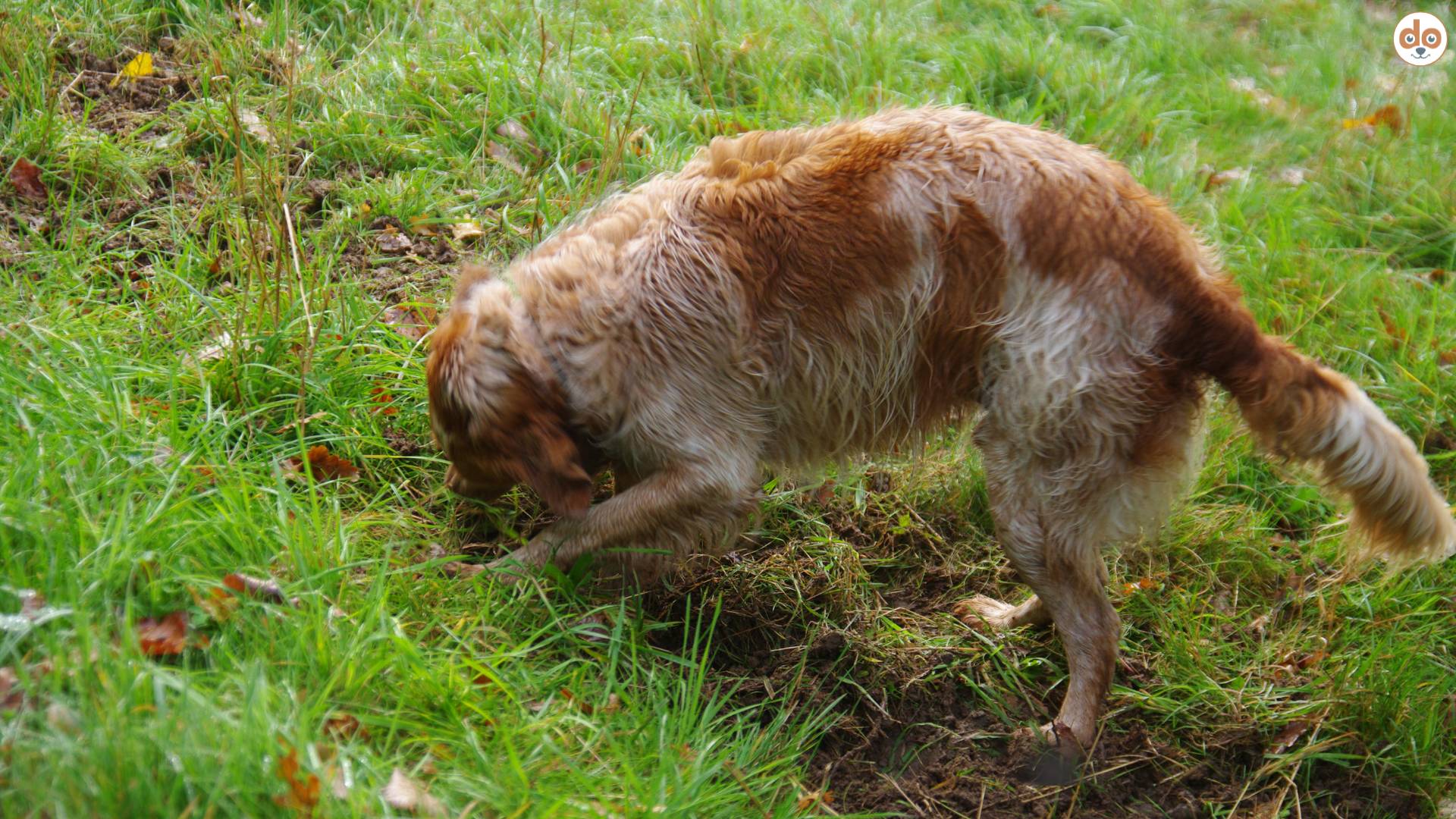 Hund buddelt Loch in Wiese