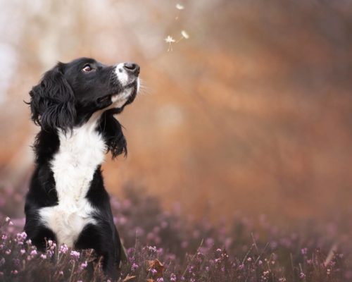 Hund schaut Blüten nach und ist im Gedanken