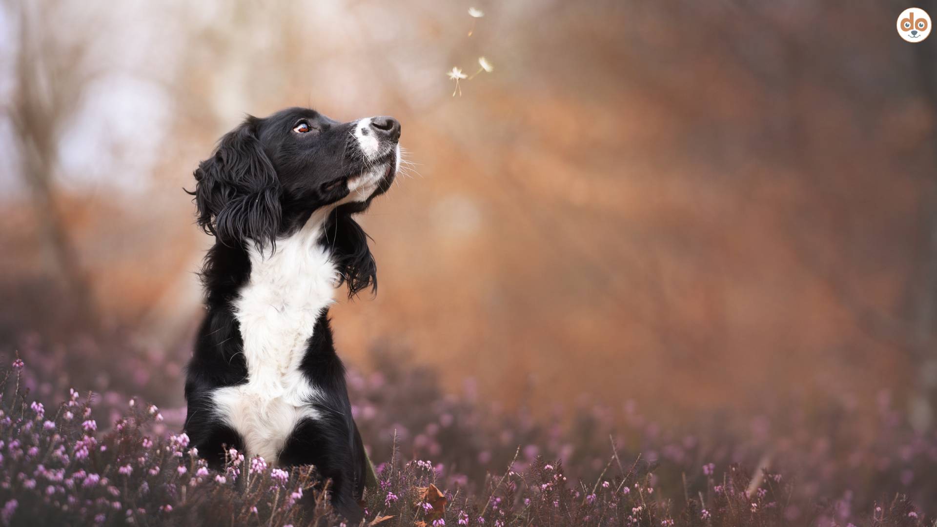 Hund schaut Blüten nach und ist im Gedanken