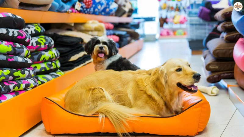 Richtiges Verhalten mit Hund in einem Zoofachgeschäft