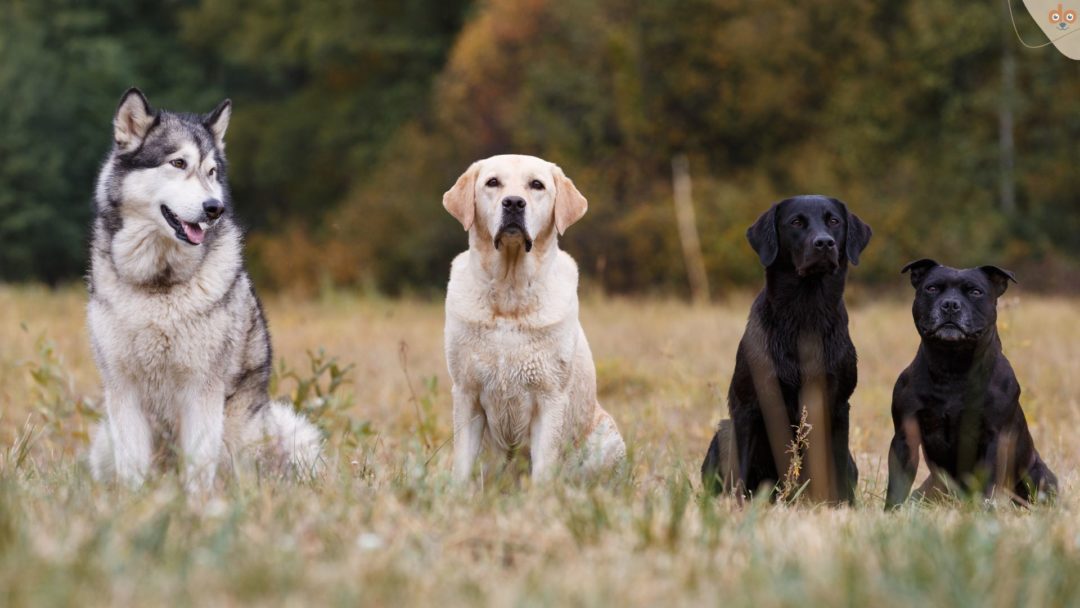Verschiedene Hunderassen auf einem Feld, welche Hunde passen zueinander?