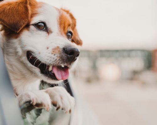 Jack Russell Terrier Hund sabbert beim Autofahren