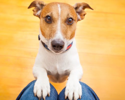 Hund macht Männchen auf dem Schoß vom Halter, ein Zeichen für Vertrauen