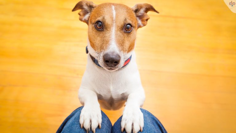 Hund macht Männchen auf dem Schoß vom Halter, ein Zeichen für Vertrauen