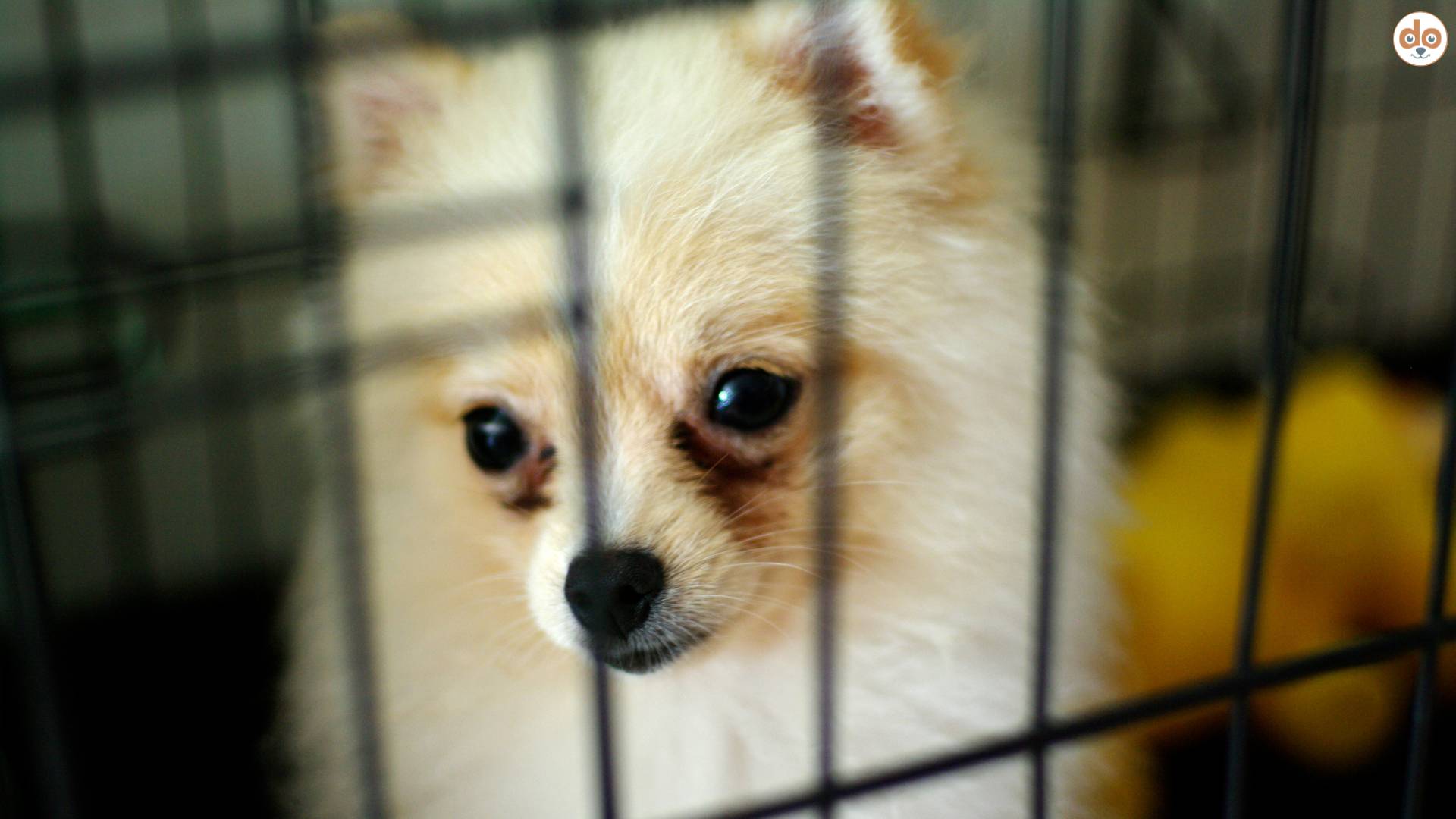 Kranker Welpe hinter Gitter, Hundehandel