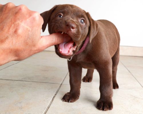 Labrador Welpe beisst auf Daumen