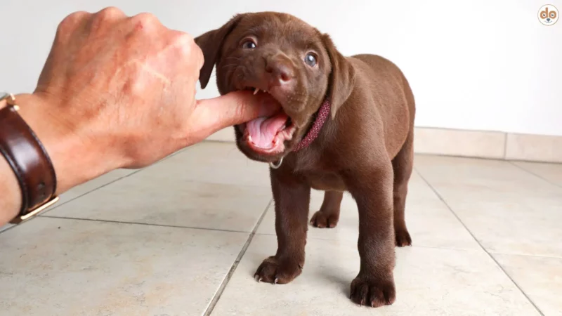 Zahnwechsel beim Hund, so hilfst du deinem Welpen
