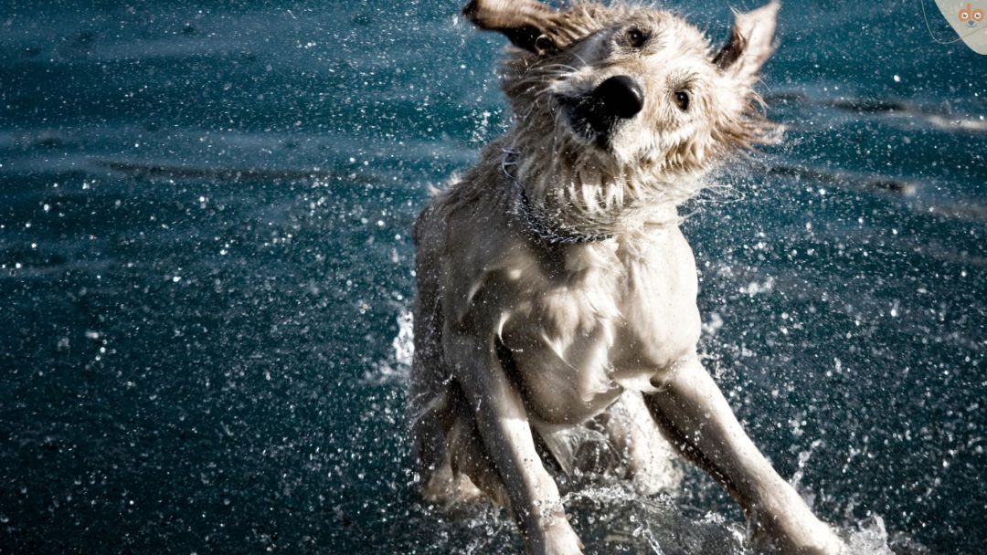 Hund schüttelt sich nach dem Schwimmen, nasser Hund