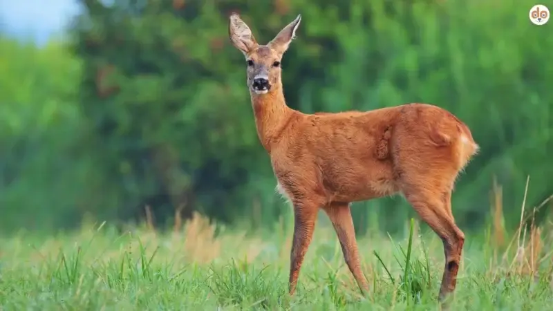 Reh auf Wiese
