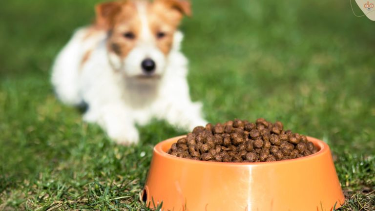 Trockenfutter als Alleinfuttermittel