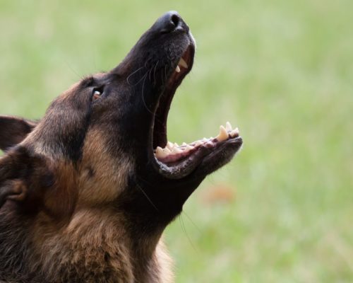 Angst vor Hunden, bellender Schäferhund auf Wiese