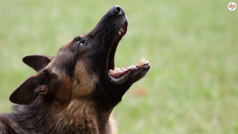 Angst vor Hunden, bellender Schäferhund auf Wiese