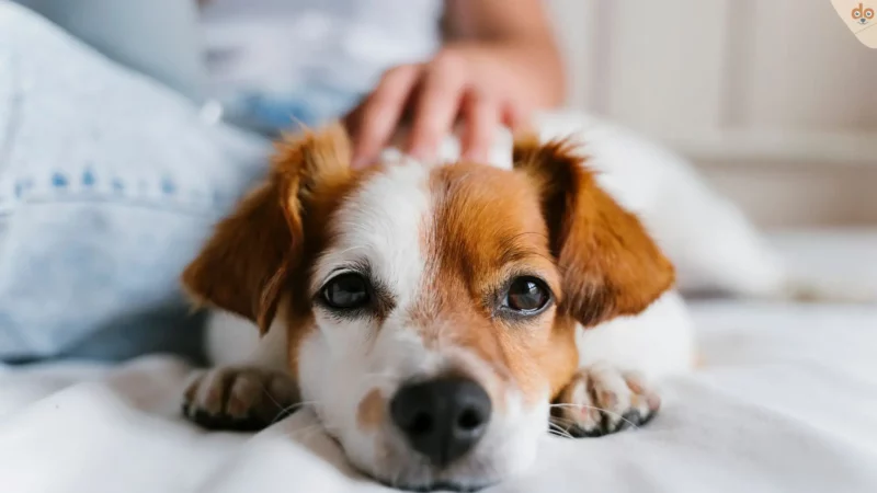 Liebevolle Lebensretter: Alle Infos zur Pflegestelle für Hunde