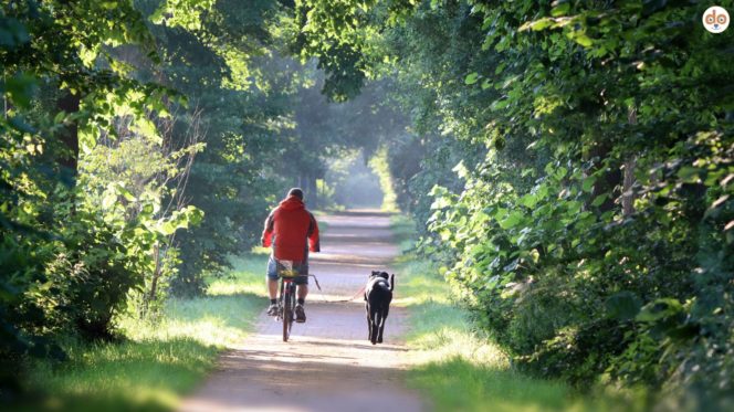 Fahrradfahren mit Hund auf Waldweg