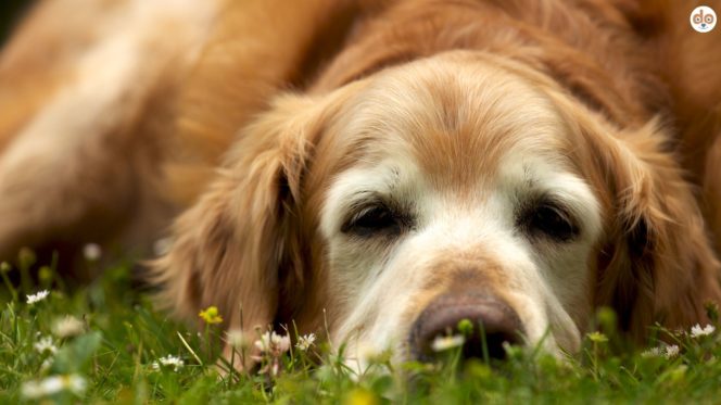 Dementer Hund, alter Golden Retriever liegt auf Wiese