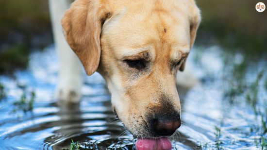 Wenn Hunde aus Pfützen trinken, birgt das versteckte Gefahren