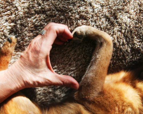 Seinem Hund Liebe zeigen