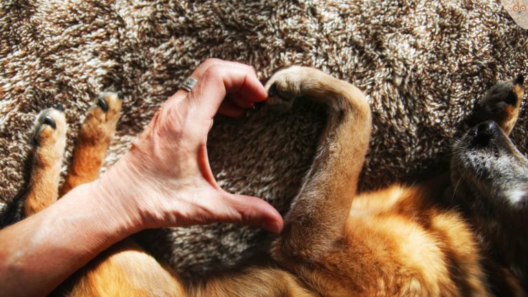 Seinem Hund Liebe zeigen