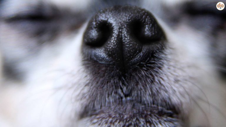 Älterer Hund beim schnuppern - Hundenase