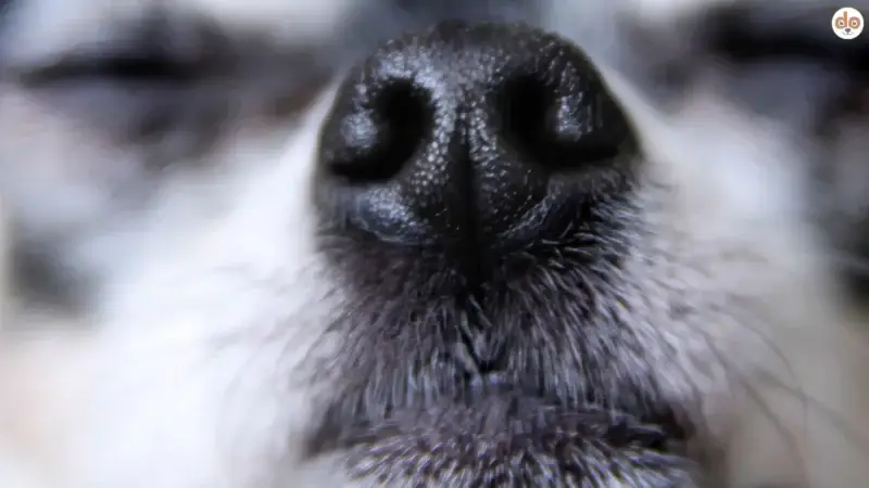 Wieso hat der Hund eine nasse Nase?