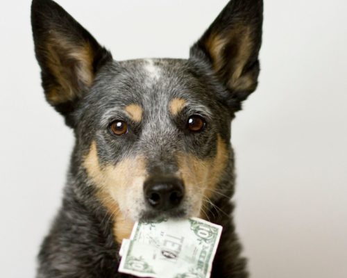 Tipps um Sparbuch für Hunde anzulegen