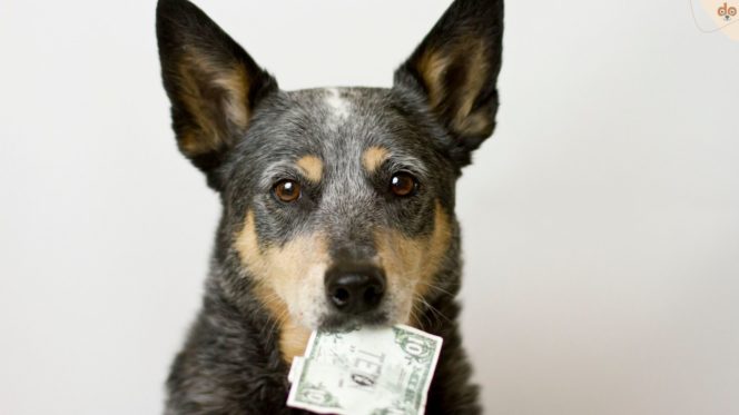 Tipps um Sparbuch für Hunde anzulegen