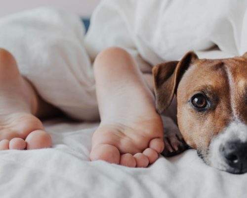 Hund im Bett, Füsse gucken unter Bettdecke hervor, Jack Russell Terrier