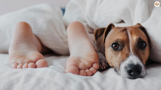 Hund im Bett, Füsse gucken unter Bettdecke hervor, Jack Russell Terrier