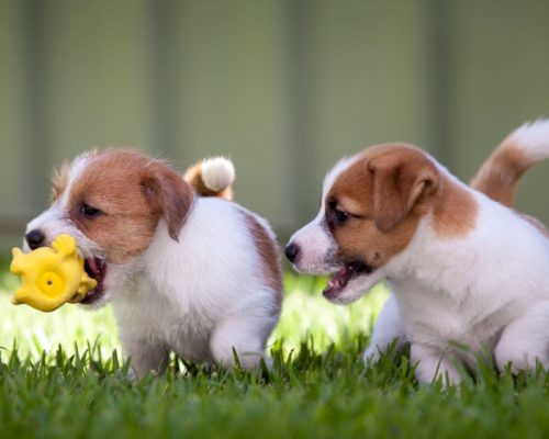 Zwei Jack Russell Terrier in einer Welpenspielgruppe