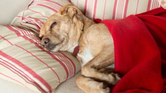 Hund krank auf Couch, Kissen und zugedeckt